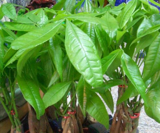 發(fā)財樹的種植技巧,教你七大方法養(yǎng)的青翠欲滴