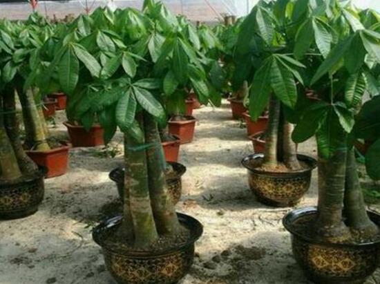 發(fā)財樹的種植技巧,教你七大方法養(yǎng)的青翠欲滴