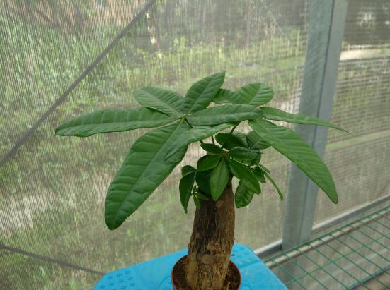 發(fā)財樹的種植技巧,教你七大方法養(yǎng)的青翠欲滴