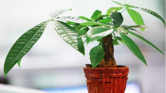發(fā)財樹的種植技巧,教你七大方法養(yǎng)的青翠欲滴
