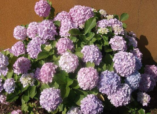 繡球花的花語和寓意,忠貞永恒、浪漫圓滿