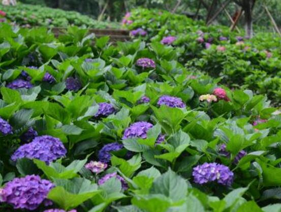 繡球花的花語和寓意,忠貞永恒、浪漫圓滿