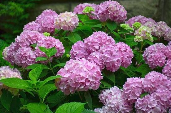 繡球花的花語和寓意,忠貞永恒、浪漫圓滿