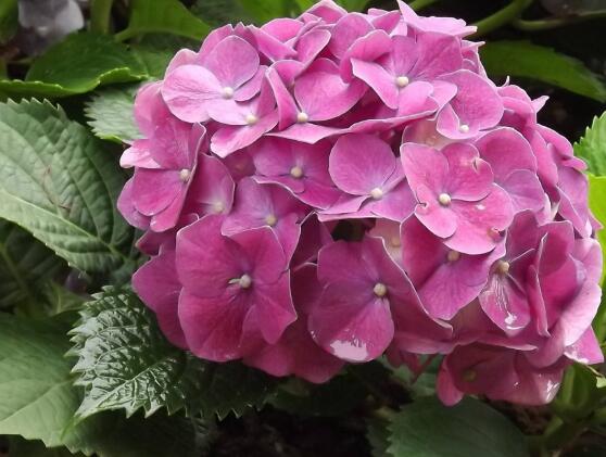 繡球花的花語和寓意,忠貞永恒、浪漫圓滿