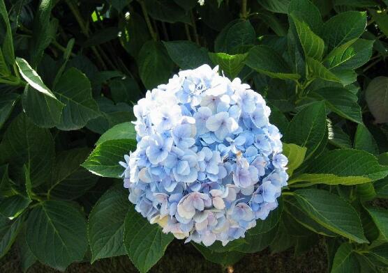 繡球花的花語和寓意,忠貞永恒、浪漫圓滿