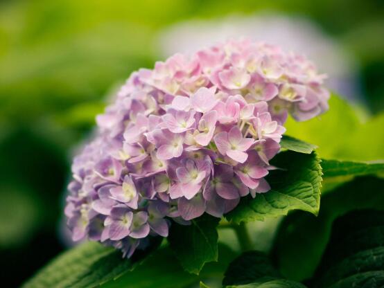 繡球花的花語和寓意,忠貞永恒、浪漫圓滿