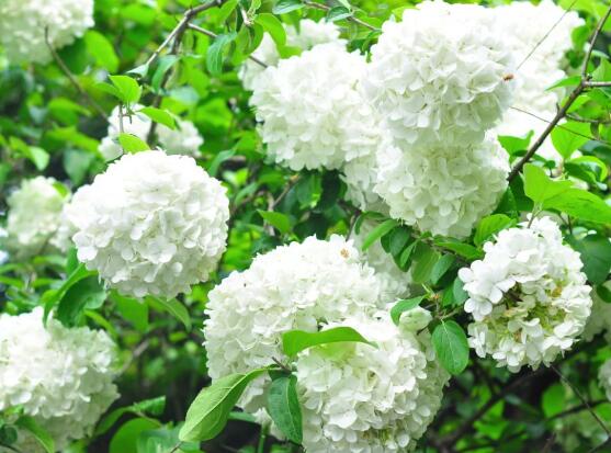 繡球花的花語和寓意,忠貞永恒、浪漫圓滿