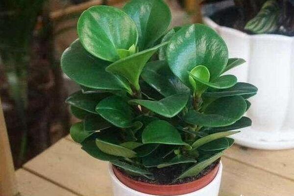 紫邊碧玉的作用,裝飾作用、藥用價(jià)值、凈化效果