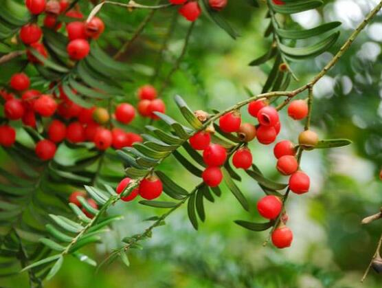 紅豆杉干枯后急救方法,教你四種方法輕松解決