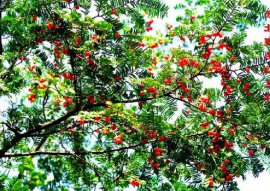 紅豆杉干枯后急救方法,教你四種方法輕松解決