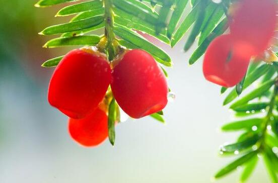 紅豆杉干枯后急救方法,教你四種方法輕松解決