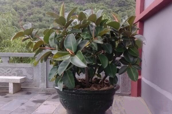 橡皮樹寓意是什么,招財(cái)旺運(yùn)、吉祥如意