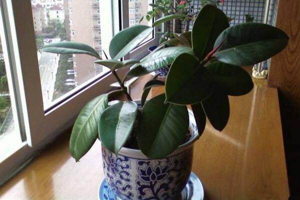 橡皮樹寓意是什么,招財(cái)旺運(yùn)、吉祥如意