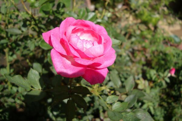 月季花掉葉子怎么回事,原因以及解決方法