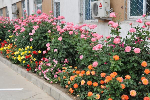 月季花掉葉子怎么回事,原因以及解決方法