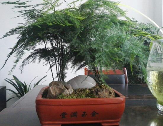 文竹花語,代表著永恒、朋友純潔的心、永遠不變