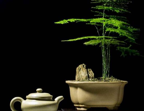 文竹花語,代表著永恒、朋友純潔的心、永遠不變