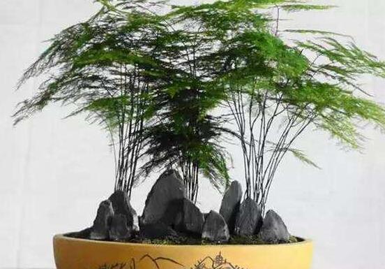 文竹花語,代表著永恒、朋友純潔的心、永遠不變
