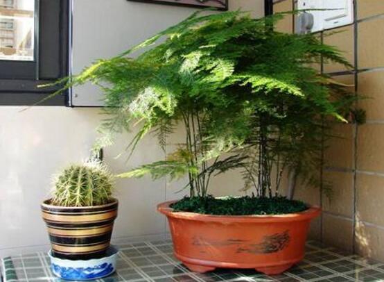 文竹花語,代表著永恒、朋友純潔的心、永遠不變