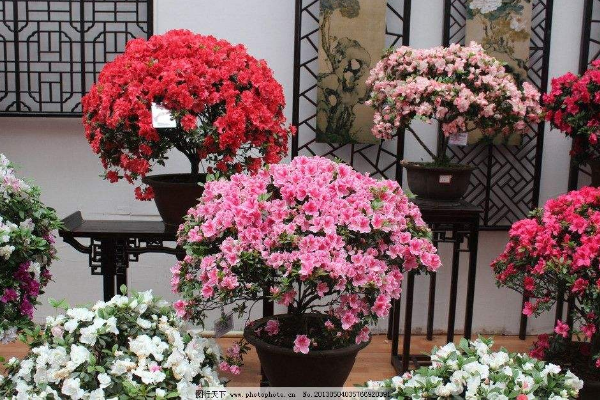 杜鵑花的顏色有哪些,紅紫藍綠黃白粉等