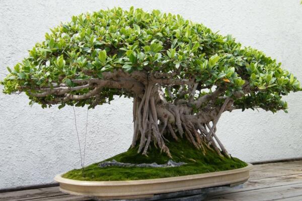 家里養榕樹有什么好處,家里養榕樹的四大好處