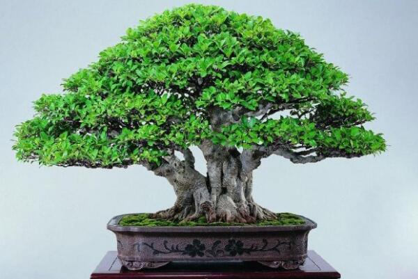 家里養榕樹有什么好處,家里養榕樹的四大好處