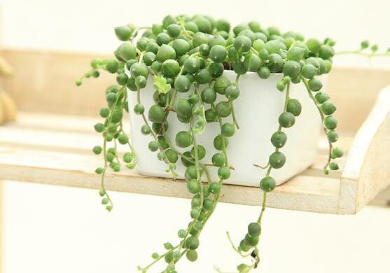 佛珠吊蘭的養(yǎng)殖方法和注意事項,老農(nóng)總結六大基本方法