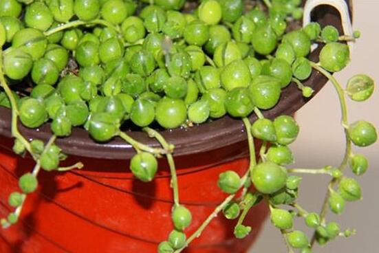 佛珠吊蘭的養(yǎng)殖方法和注意事項,老農(nóng)總結六大基本方法
