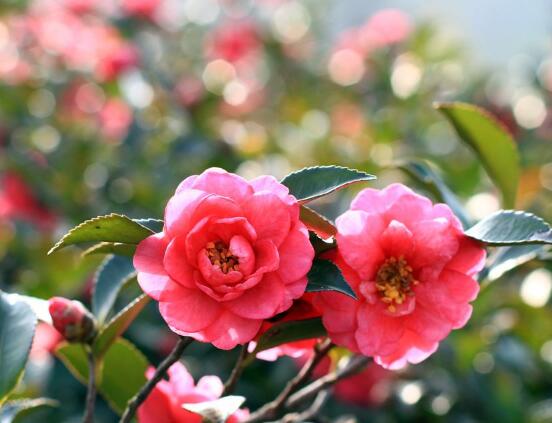 山茶花幾月開,十月始花、翌年5月份終花