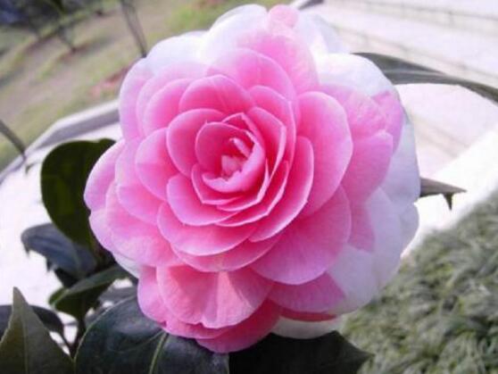 山茶花幾月開,十月始花、翌年5月份終花