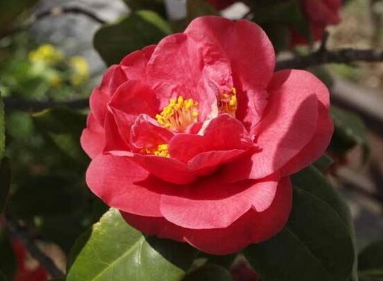 山茶花幾月開,十月始花、翌年5月份終花