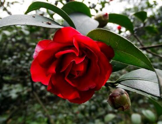 山茶花幾月開,十月始花、翌年5月份終花