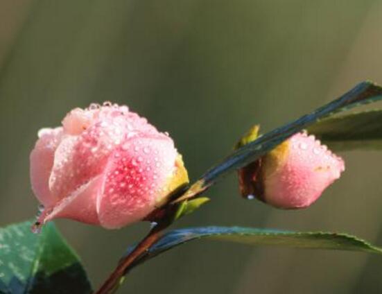 山茶花幾月開,十月始花、翌年5月份終花