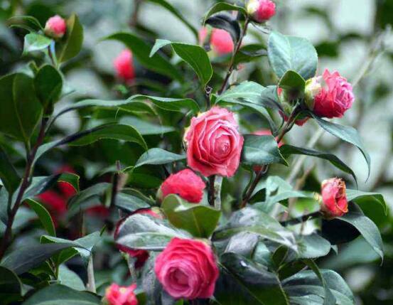 山茶花幾月開,十月始花、翌年5月份終花