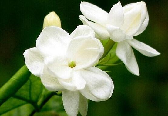 梔子花開完花怎么處理,教你四種簡單操作方法