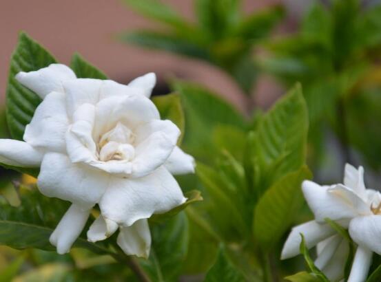 梔子花開完花怎么處理,教你四種簡單操作方法
