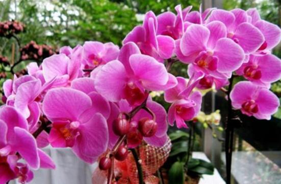 蝴蝶蘭應(yīng)該送給什么人,送一生最愛的老婆