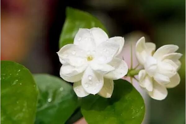 茉莉花如何移栽,做好這五步即可簡單成活