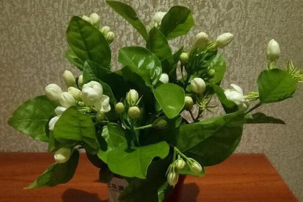 茉莉花如何移栽,做好這五步即可簡單成活