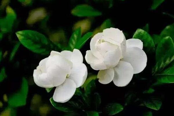 茉莉花如何移栽,做好這五步即可簡單成活