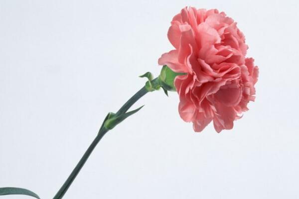 康乃馨花的圖片,不同顏色對應不同花語