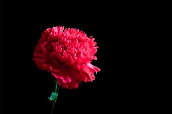 康乃馨花的圖片,不同顏色對應不同花語