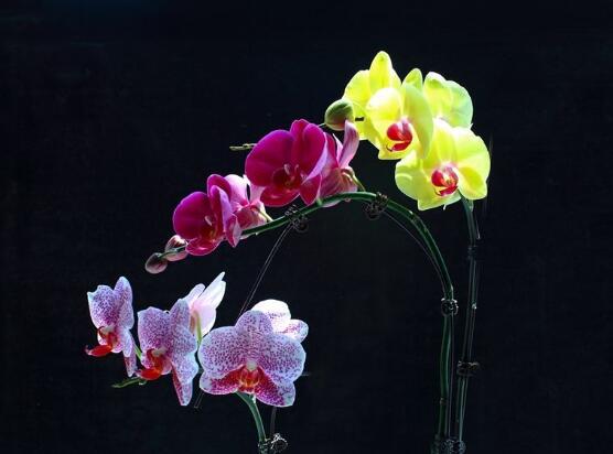 蝴蝶蘭花怎么養,教你七種好方法養的郁郁蔥蔥