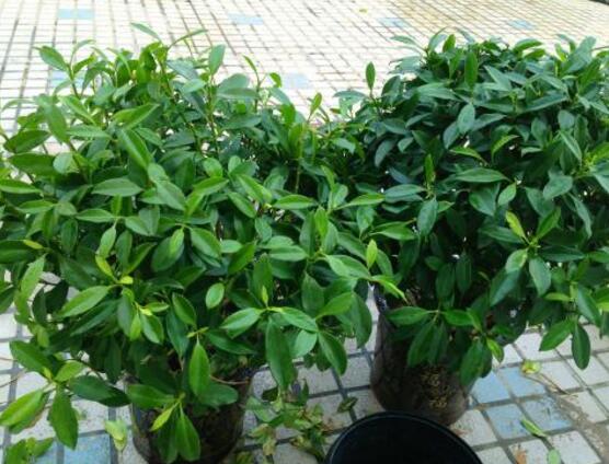 平安樹的花語,祈求平安、闔家幸福、萬事如意