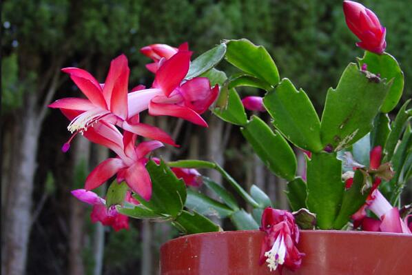 蟹爪蘭葉子發(fā)紅怎么辦,發(fā)紅原因以及處理方法