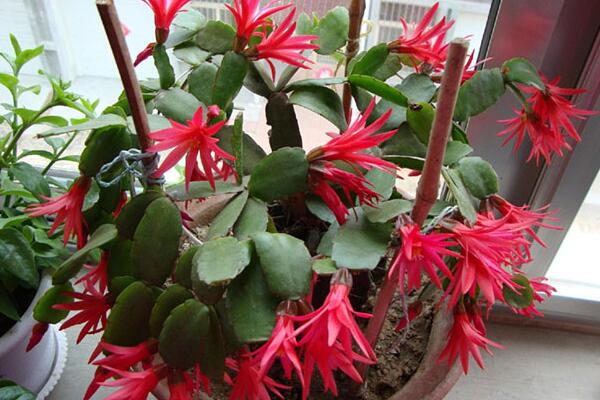 蟹爪蘭葉子發(fā)紅怎么辦,發(fā)紅原因以及處理方法