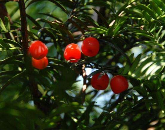 紅豆杉能在室內養嗎,美化家居環境、凈化空氣