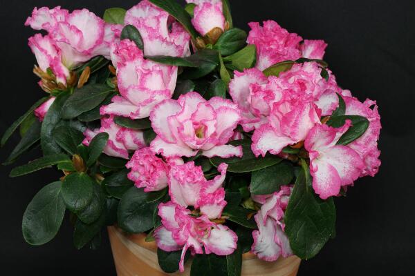 杜鵑花花期養護,需要注意的5個方面