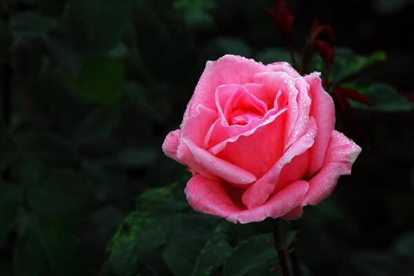 月季花冬天會凍死嗎,-15℃以上可直接過冬