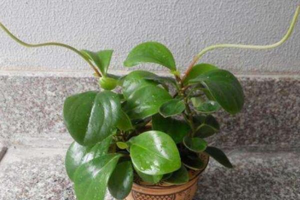 碧玉花開花嗎,每年開花兩次